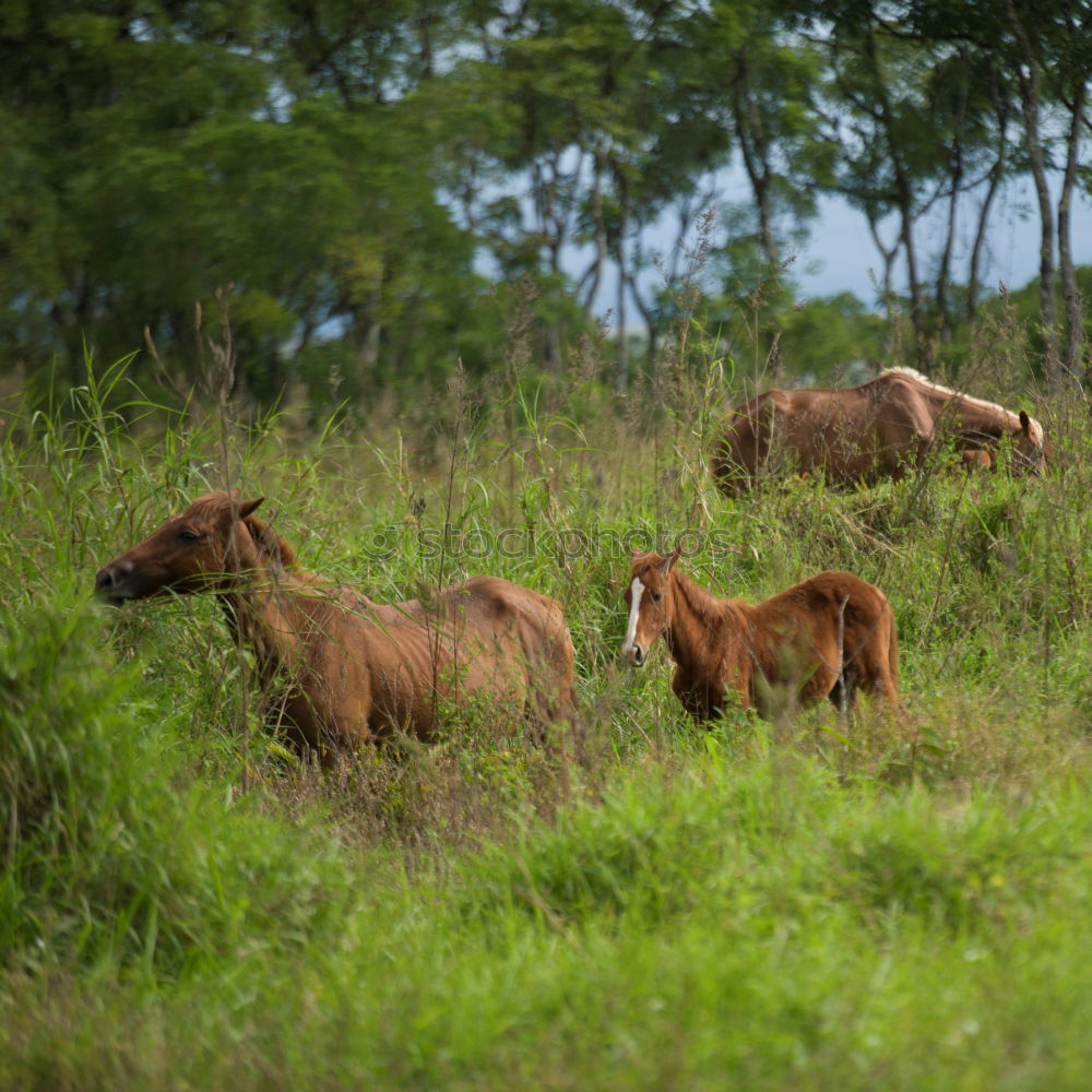 Similar – Image, Stock Photo horses Environment Nature