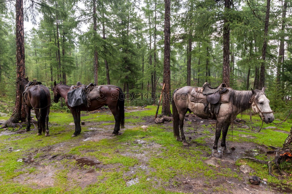 Similar – carriage ride Trip Winter