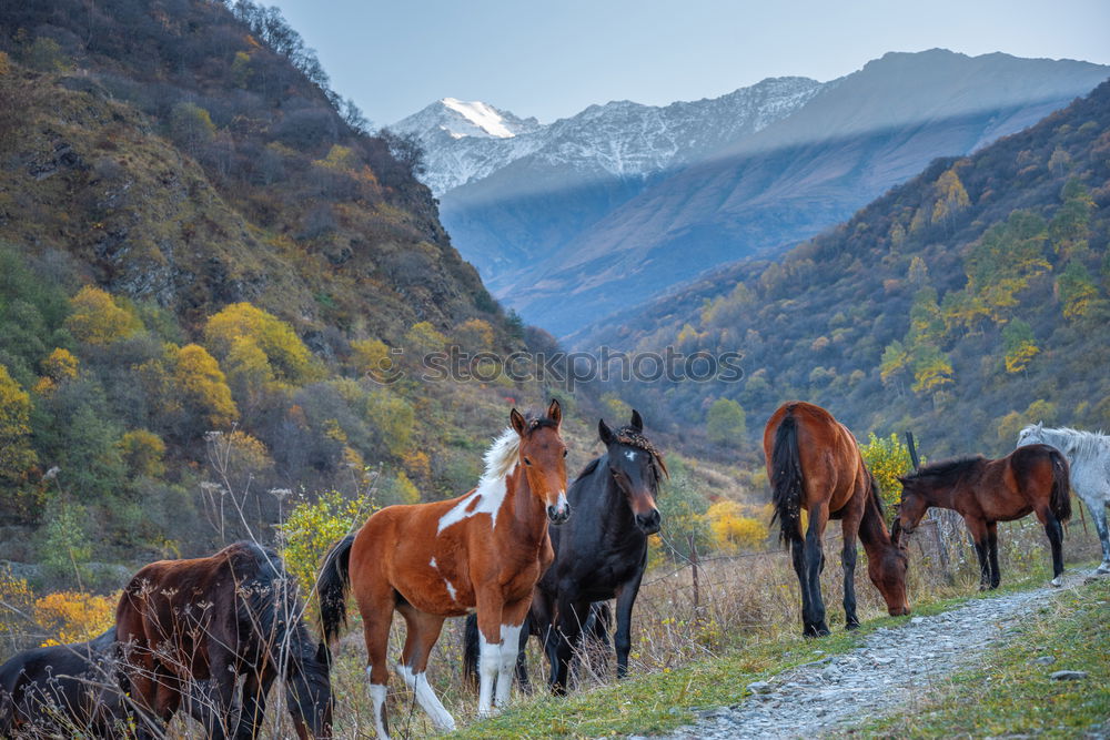 Similar – Horses on winter mountains