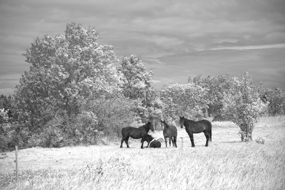 Similar – cows Nature Landscape