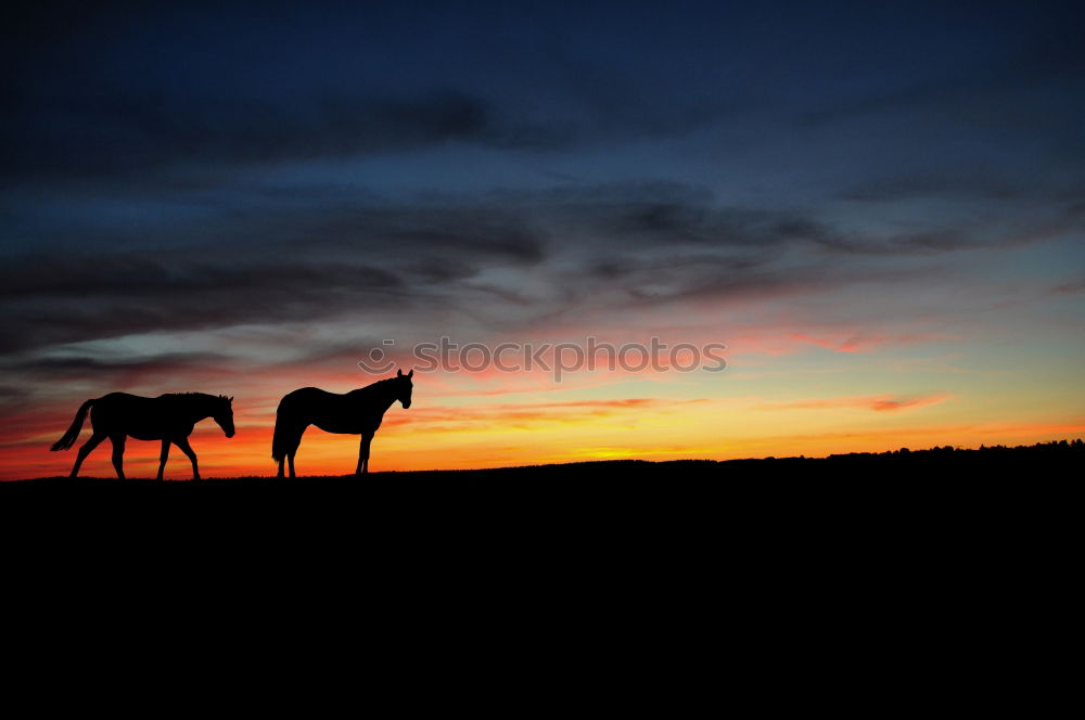 Similar – Image, Stock Photo steppe ride Ride Nature