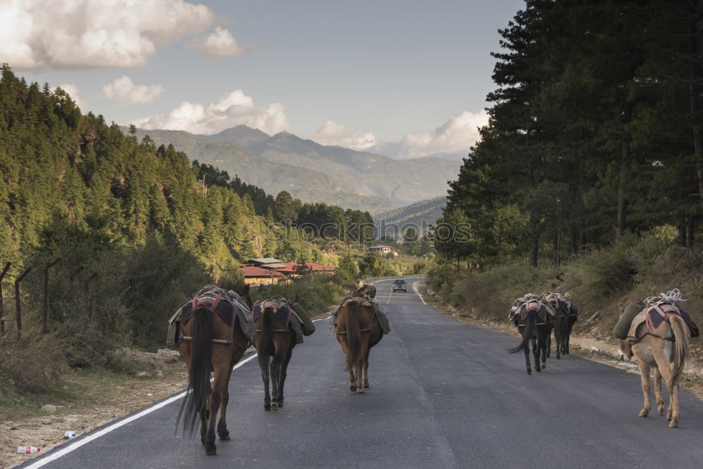 Similar – Image, Stock Photo Pitztal young cattle