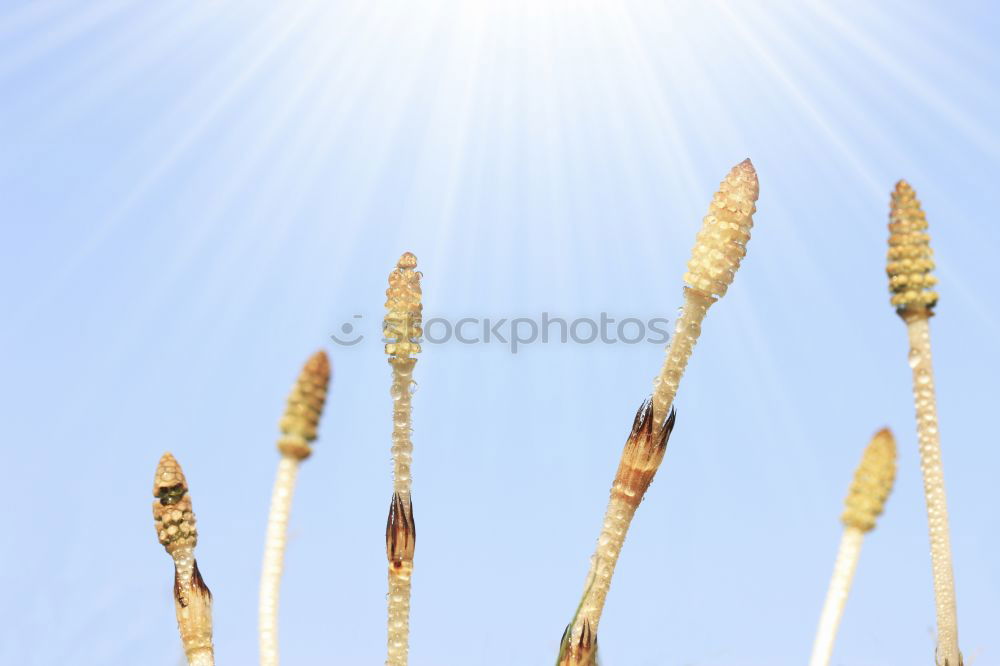 Similar – Sciluf (2) Grass Plant