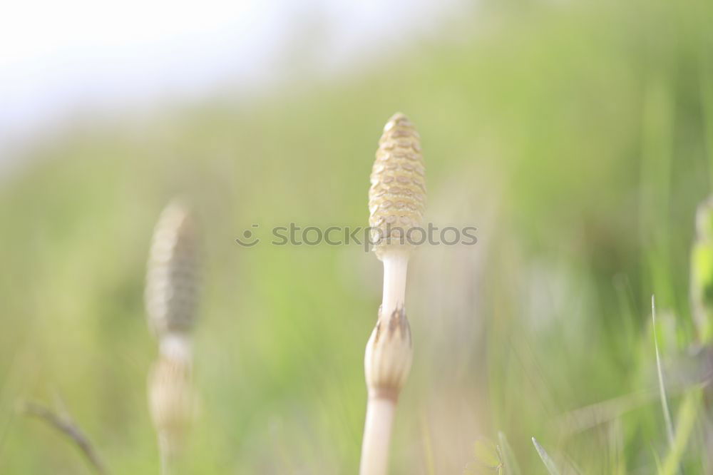 Similar – Image, Stock Photo Gramineae Herbs in the Meadow