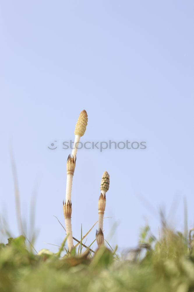 Hands of time Sonnenblume