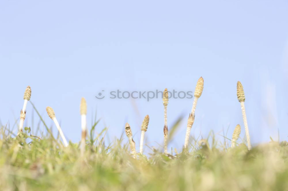 Image, Stock Photo Looking over the wall