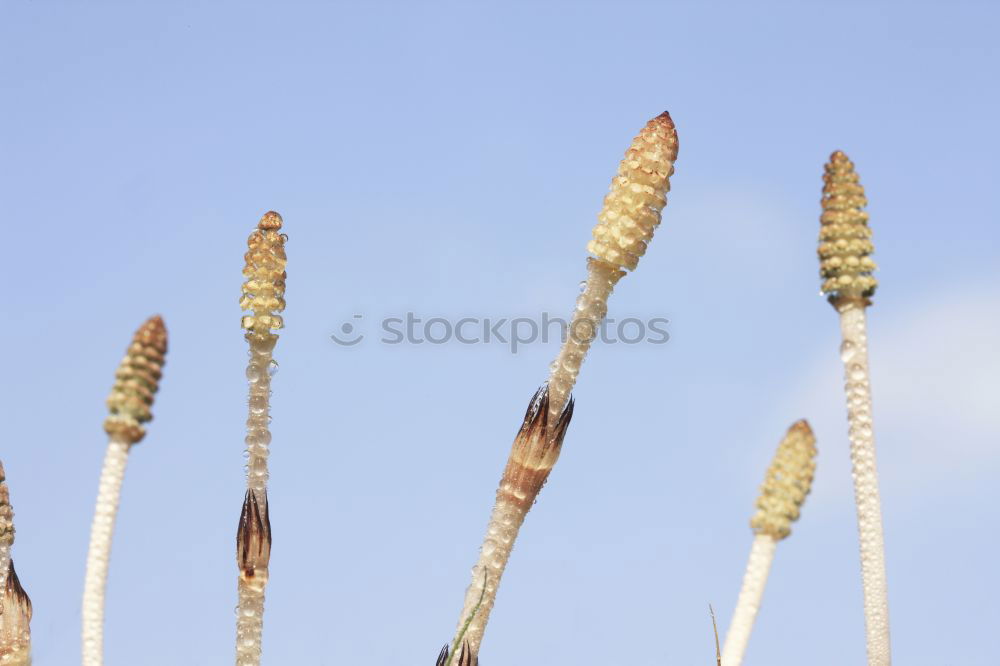 Similar – ice bamboo Plant Green