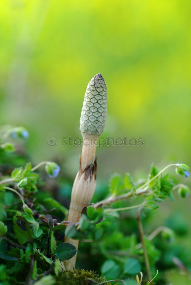 Similar – zu2t Blume Blüte grün