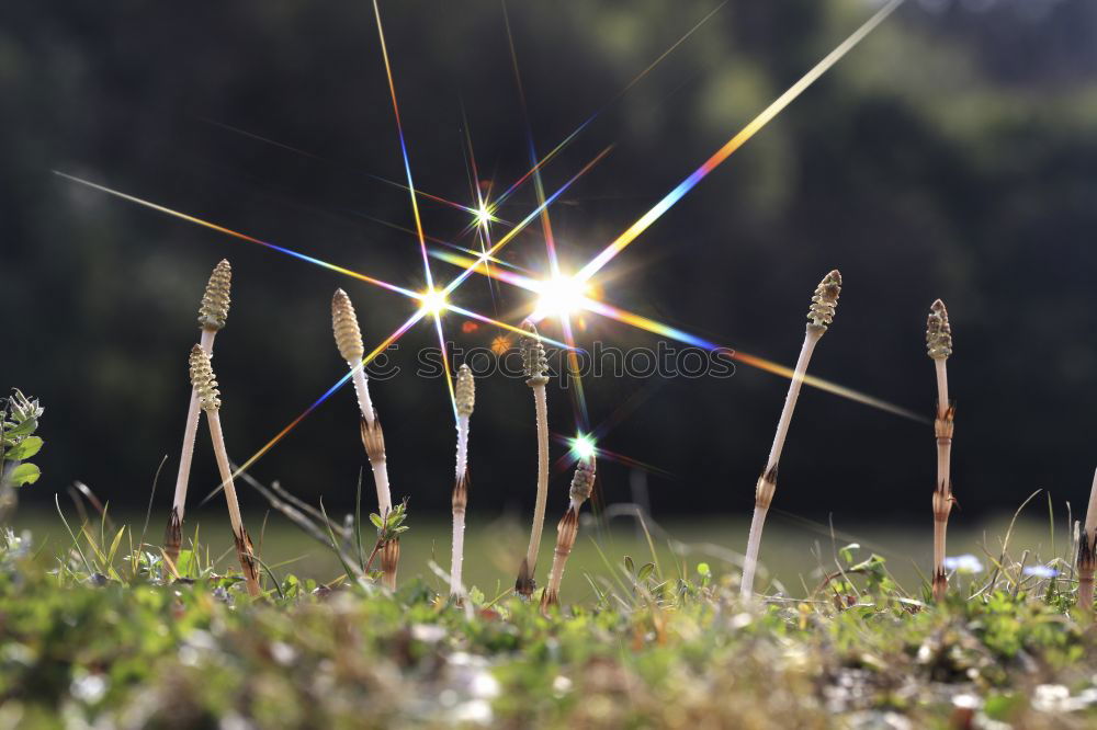 Similar – Image, Stock Photo Blossoming grasses on the lake shore