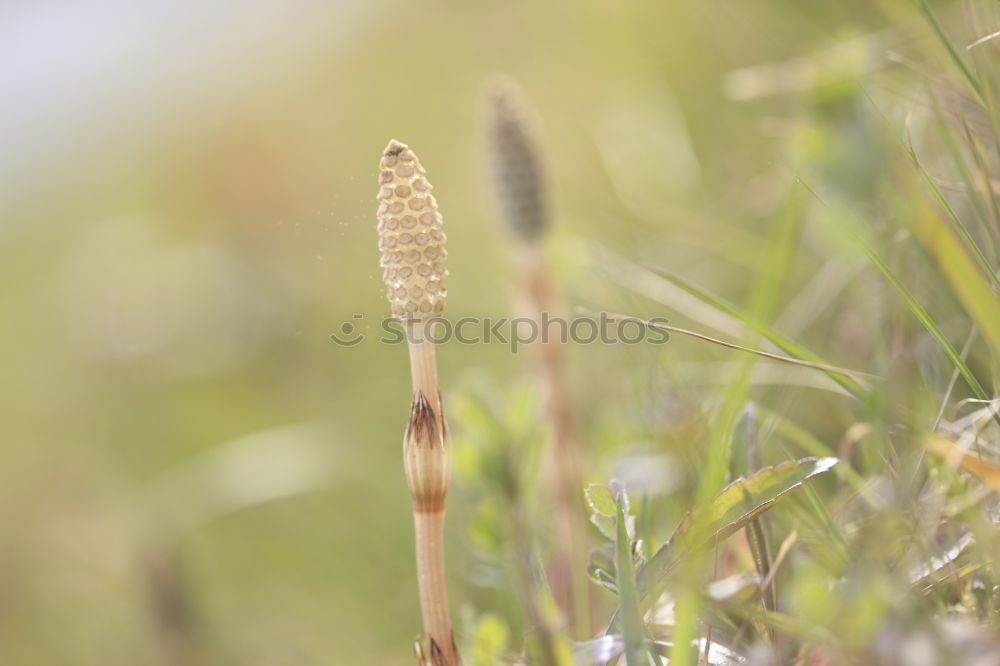 Similar – Flowers and Rust gelb