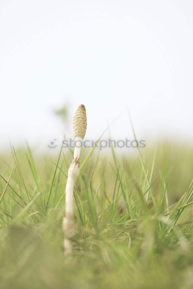 Image, Stock Photo The Golftee Golf course