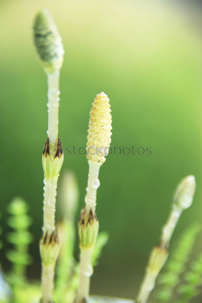 Similar – Image, Stock Photo flower predator