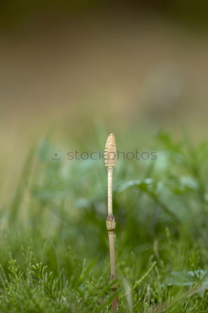 Similar – Image, Stock Photo Space Balls Mushroom Moss