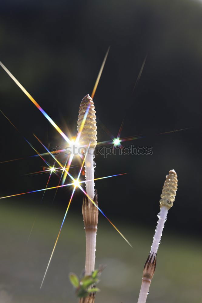 Similar – Landed Dandelion Plant