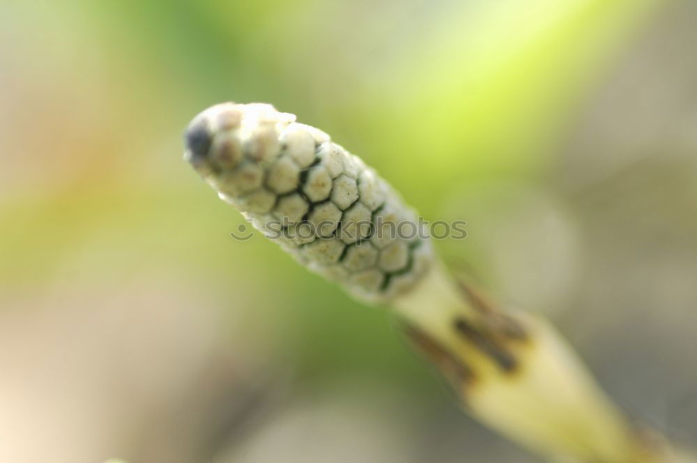 Similar – Image, Stock Photo chestnuts Plant Autumn