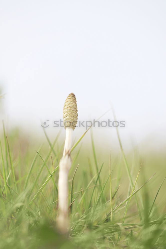 Similar – Image, Stock Photo The Golftee Golf course