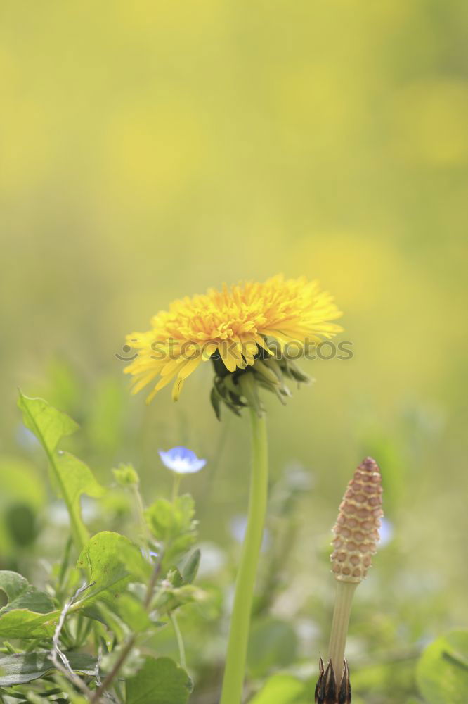 Similar – Image, Stock Photo Swabian Country Tour | Bumblebee butt stroking