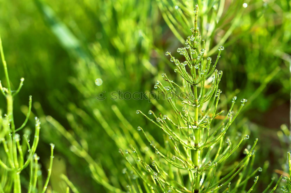 Similar – Image, Stock Photo Rosemary and red chilli