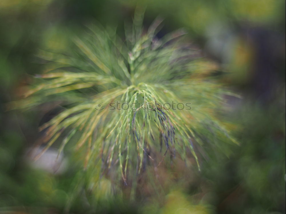 Similar – On the roadside blooms a cypress spurge