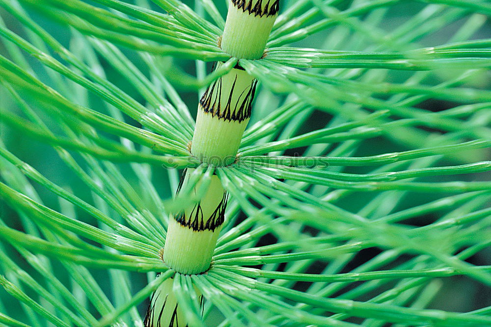 Similar – Image, Stock Photo green urchin