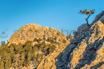 Similar – Image, Stock Photo gnarled Environment Nature