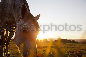 Similar – Image, Stock Photo New Zealand 83 Environment