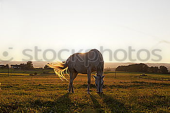 Similar – Cow rest Nature Animal Sky