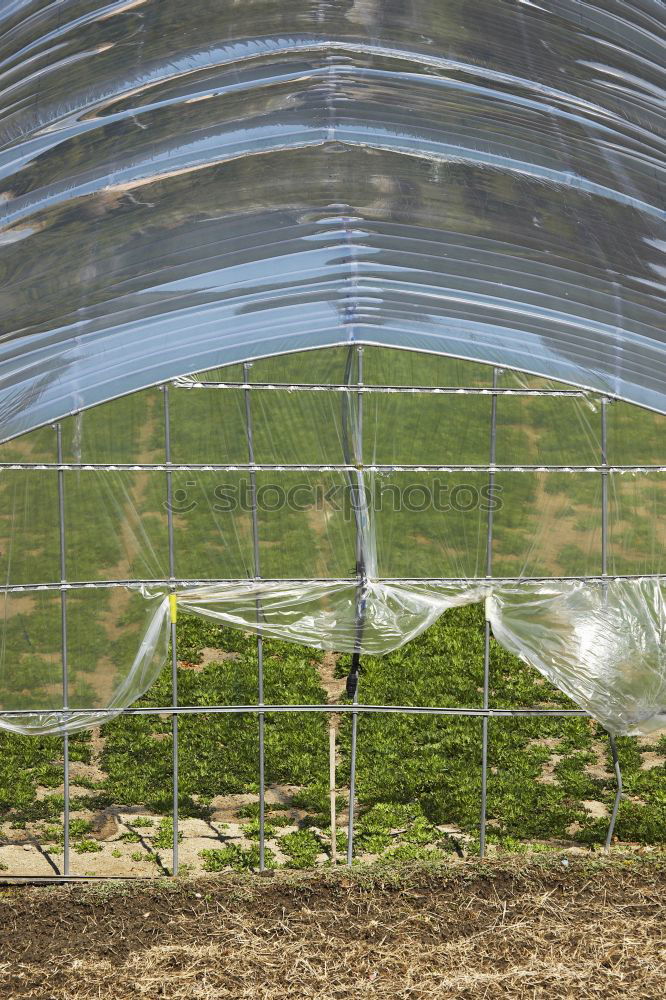 Image, Stock Photo behind fabric Tent Banana