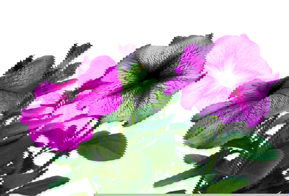 Image, Stock Photo Petunia, Pitunia, Surfina