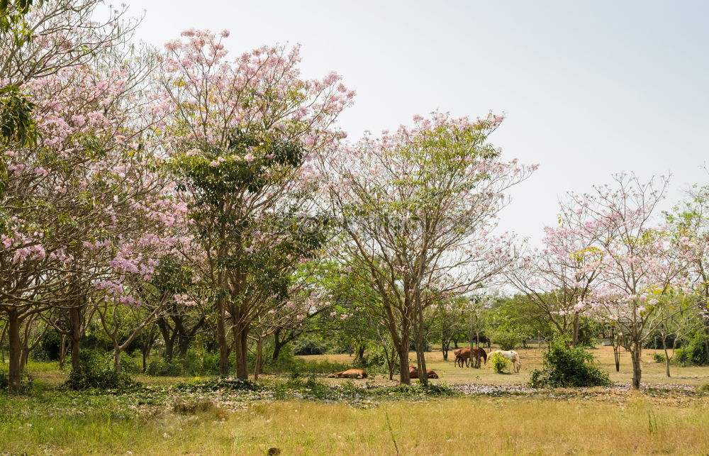 Similar – tomb old trees cows