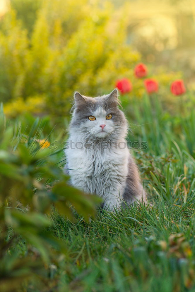 Similar – striped domestic cat in the grass