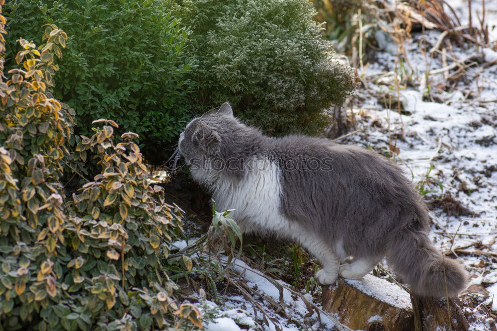 Similar – Foto Bild lonesome fighter Hund