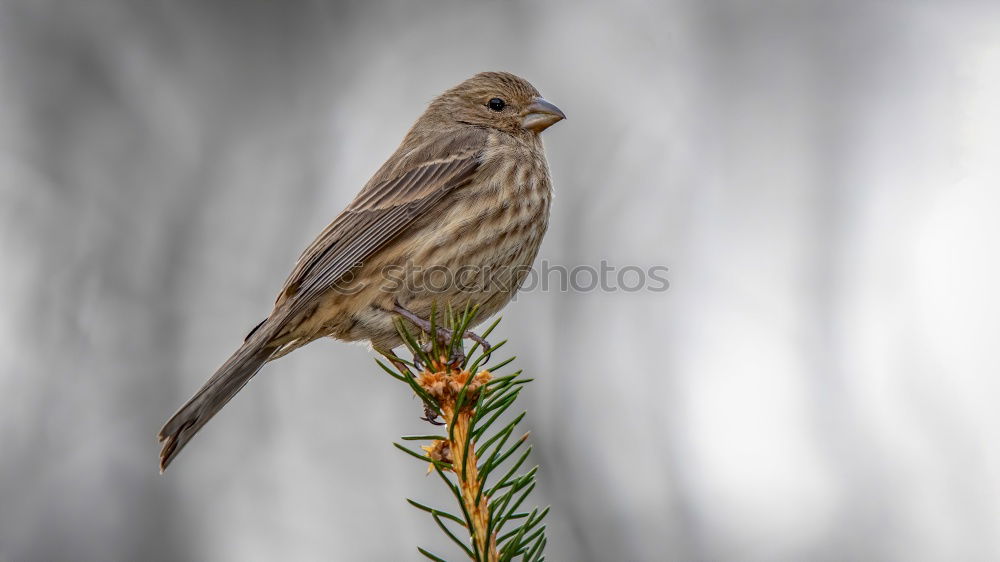 Similar – Puffed Tit Nature Animal