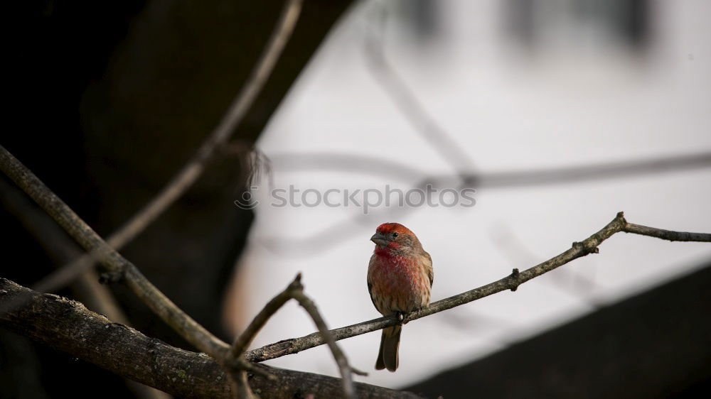 Similar – Foto Bild Frühlingsbote Natur Sommer