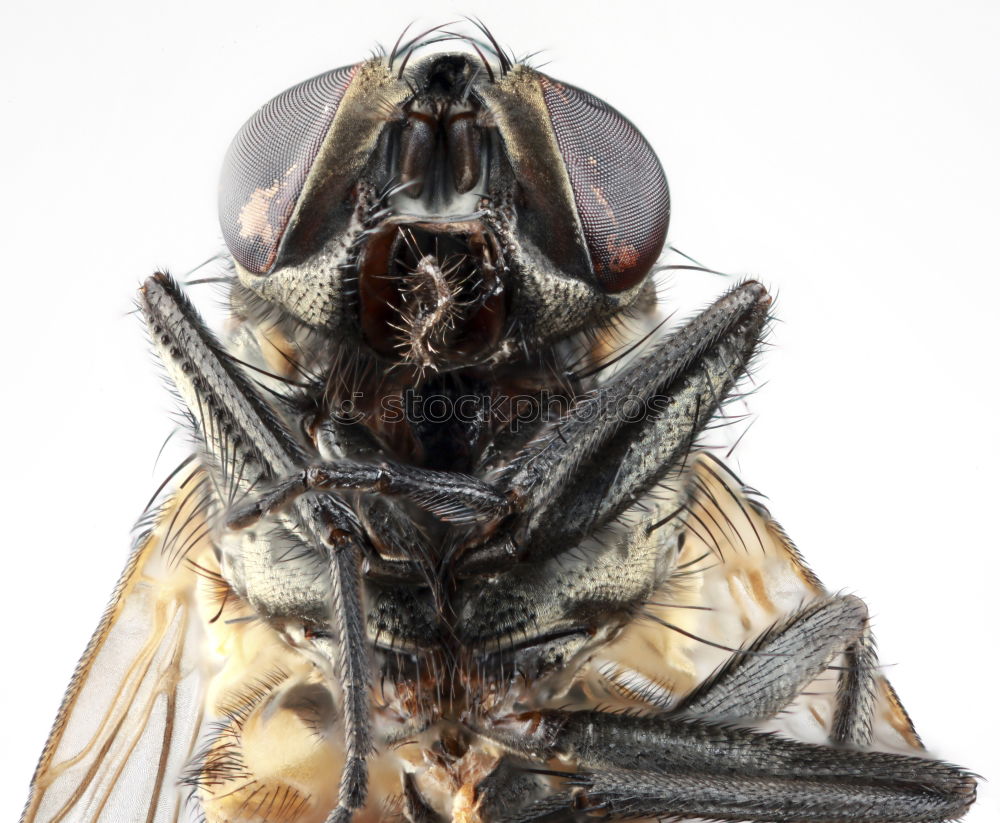 Similar – Image, Stock Photo Cheeeeeeeese! Wasps Animal