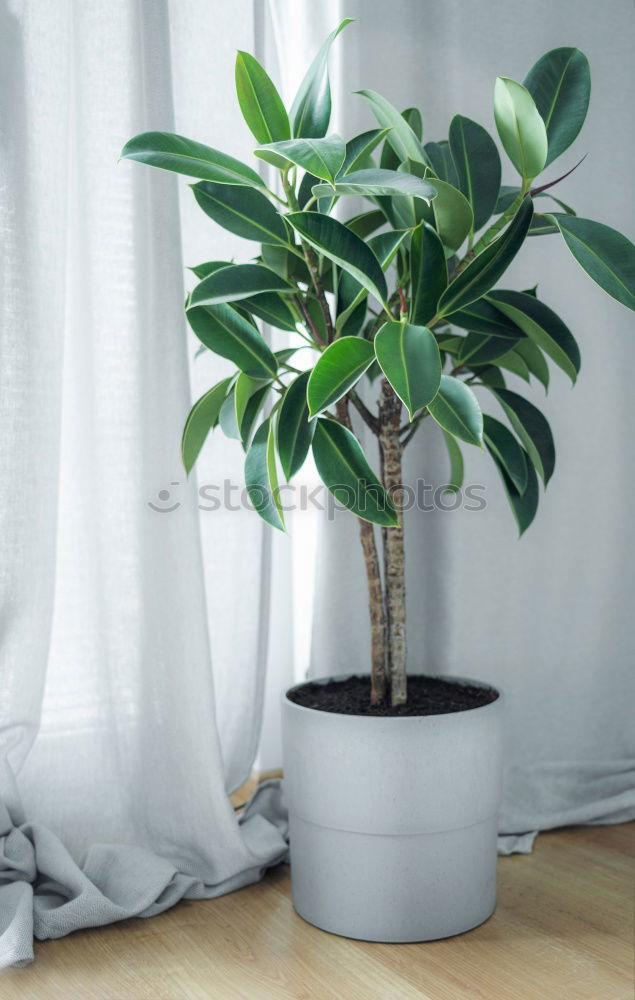 Similar – Image, Stock Photo Ficus Ginseng Bonsai