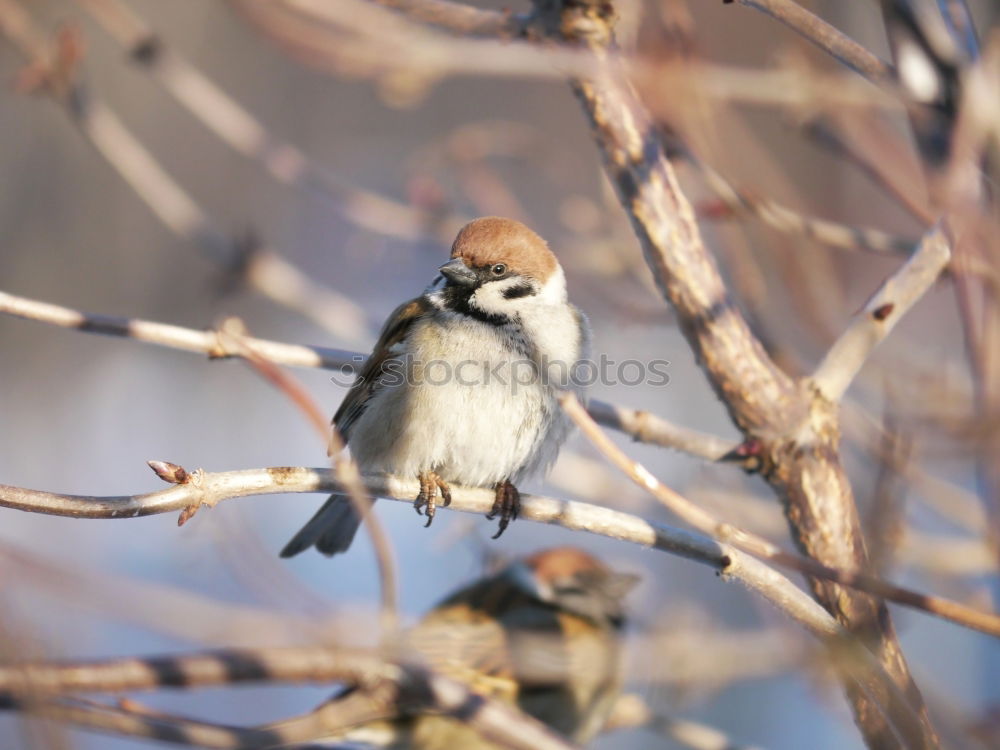 Similar – Puffed Tit Nature Animal