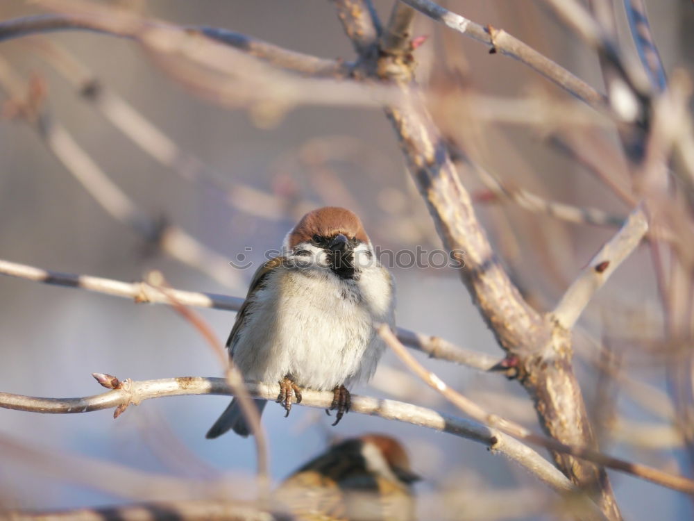 Similar – Big sparrow in autumn leaves