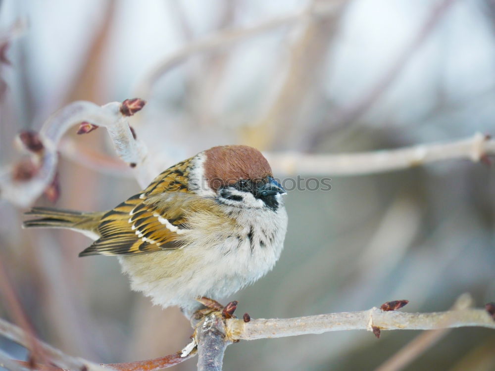 Similar – Image, Stock Photo a bird comes flying! Bird