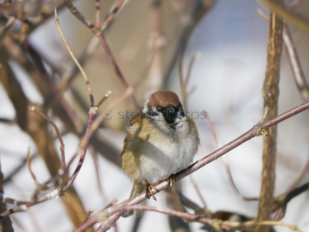 Similar – Image, Stock Photo Sparrow in the sunshine