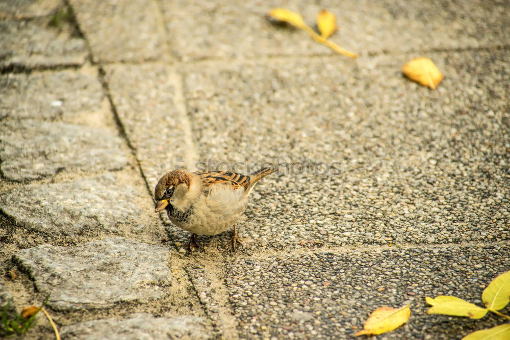 Similar – Spatzen von Venedig Vogel