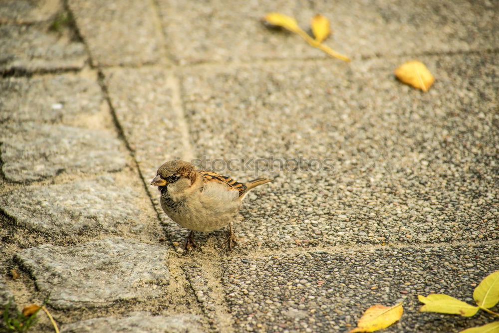 Similar – Bird with green leg dress