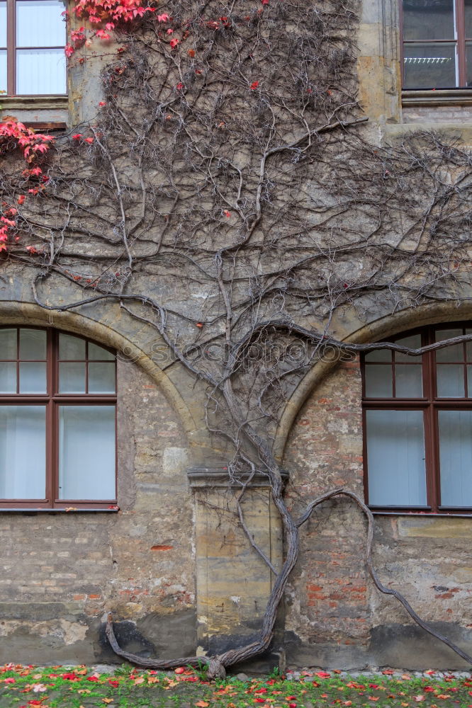 Similar – Foto Bild Ein Haus im Grünen Baum
