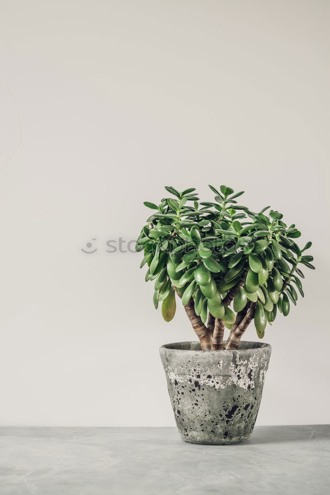 Similar – Image, Stock Photo green on white. Plant