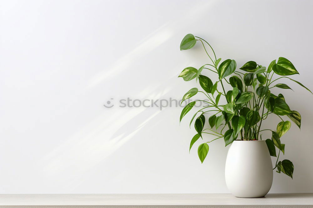 Image, Stock Photo green on white. Plant