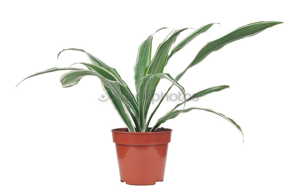 Similar – flowerpots Plant Spring