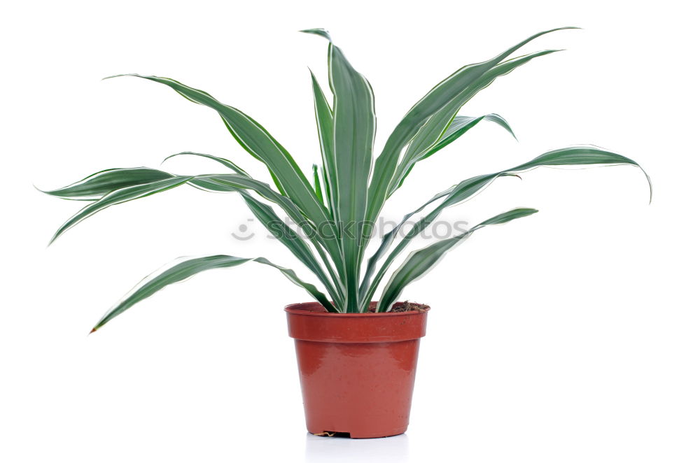 Similar – flowerpots Plant Spring