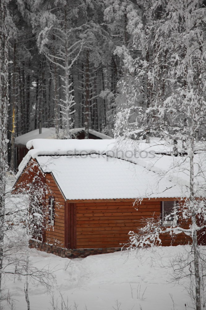 Similar – Image, Stock Photo winter forest Cold Tree