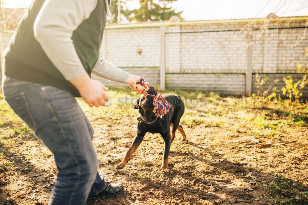 Similar – Image, Stock Photo Young woman is walking with her dog in the evening park.