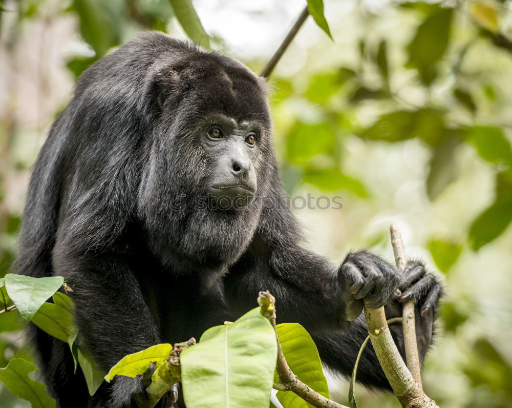 Similar – A gorilla eats leaves in the Impenetrable Forest